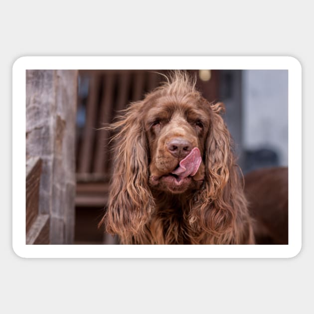 Sussex Spaniel with Tongue Out Sticker by SMiddlebrook